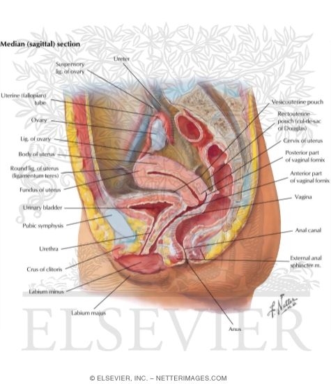 Watermarked preview of labeled image: Pelvic Cavity: Reproductive Viscera In the Female