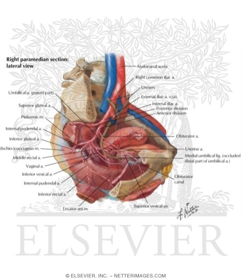 Pelvic Cavity: Peritoneal Relationships of Female Pelvic Viscera