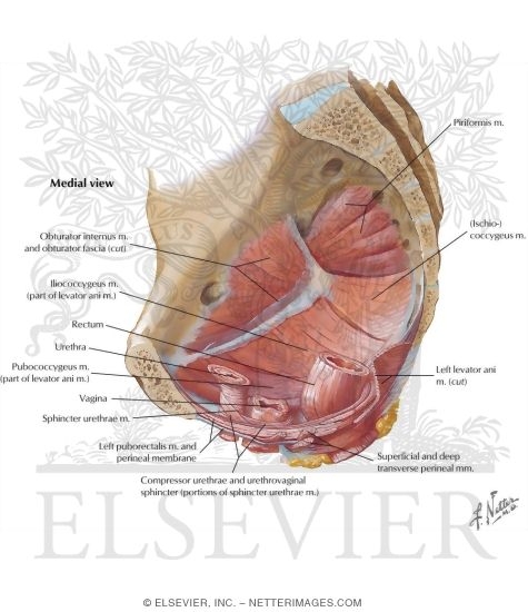 Pelvis: Muscles of the Pelvic Floor