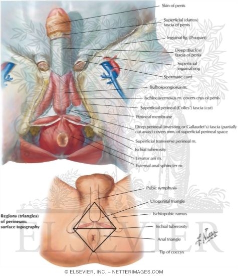 Perineum: Male