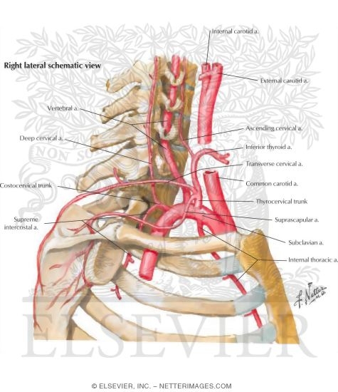 Subclavian Artery