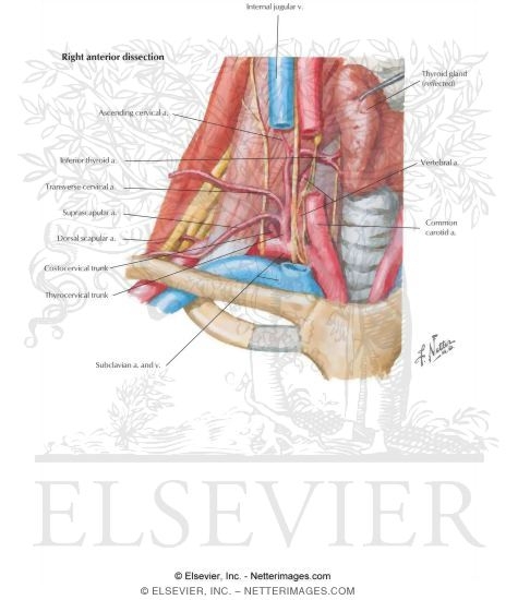 Subclavian Artery