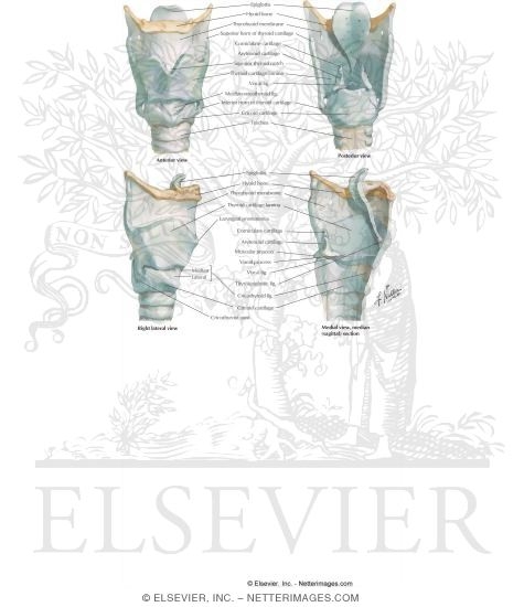 Neck: Laryngeal Cartilages