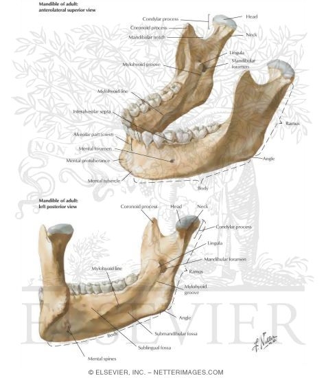 Skull: Mandible