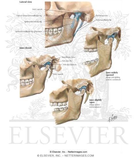Dissertation temporomandibular joint 08 image