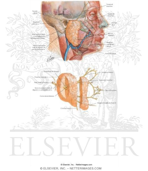 Watermarked preview of labeled image: Face and Scalp: Parotid Gland and Facial Nerve