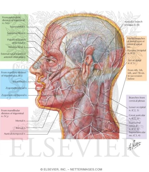 Watermarked preview of labeled image: Face and Scalp: Cutaneous Nerves