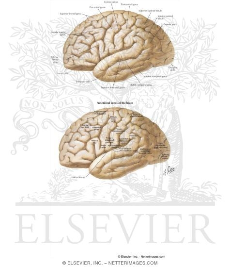 Watermarked preview of labeled image: Brain: Surface Anatomy and Functional Regions