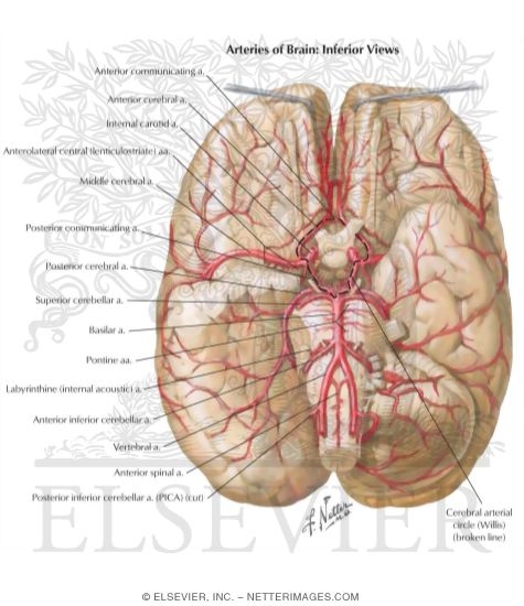 Brain: Arterial Supply
