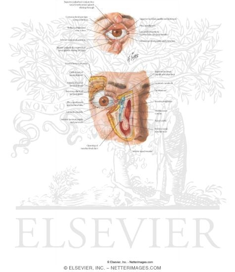 Watermarked preview of labeled image: Orbit: Eyelids and Lacrimal Apparatus