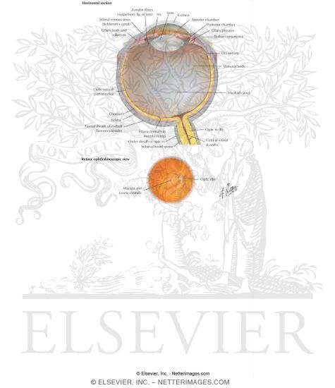 Orbit: Eyeball (Globe)