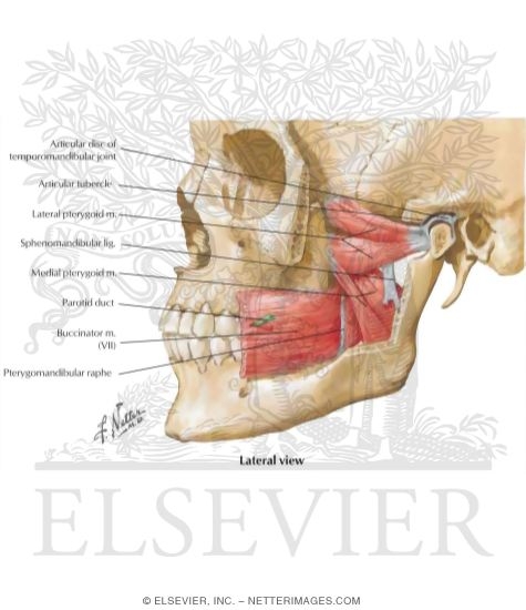 Temporal Region: Muscles of Mastication