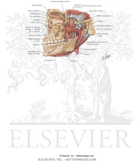 Temporal Region: Maxillary Artery