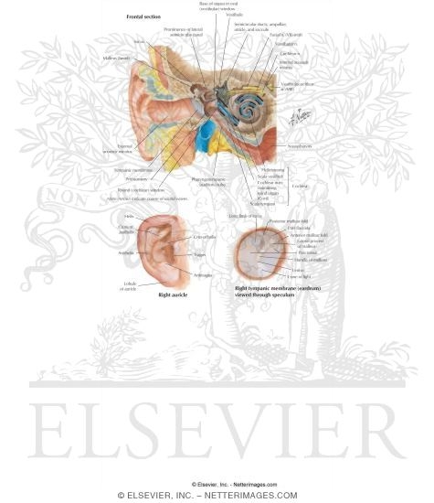 Watermarked preview of labeled image: Ear: General Anatomy