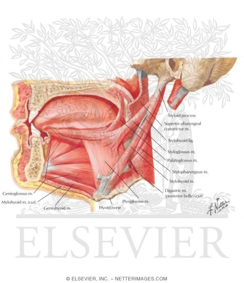 Oral Cavity: Tongue