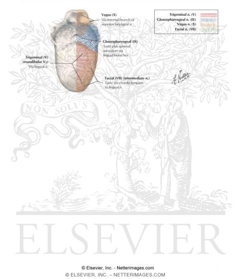 Watermarked preview of labeled image: Oral Cavity: Tongue