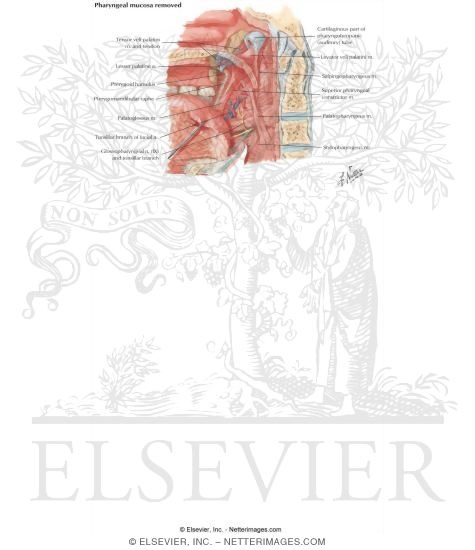 Watermarked preview of labeled image: Oral Cavity: Palate