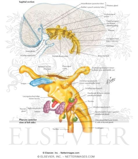 Watermarked preview of labeled image: Embryology: Pharyngeal Pouch Derivatives