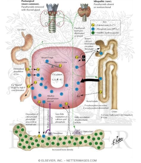 Watermarked preview of labeled image: Pathologic Physiology of Hypoparathyroidism