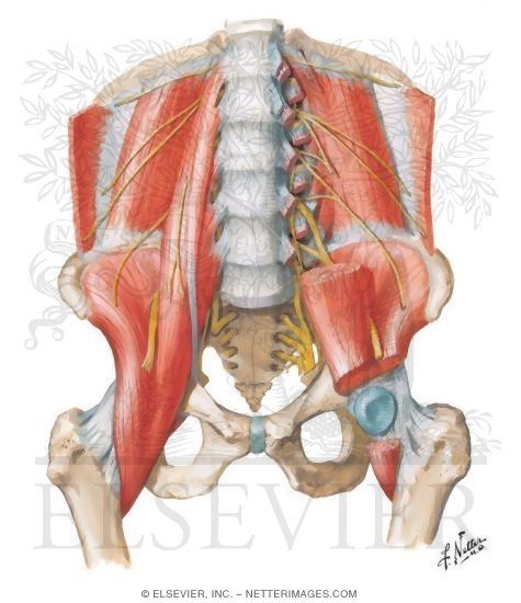 Watermarked preview of unlabeled image: Anterior Muscles of the Pelvis