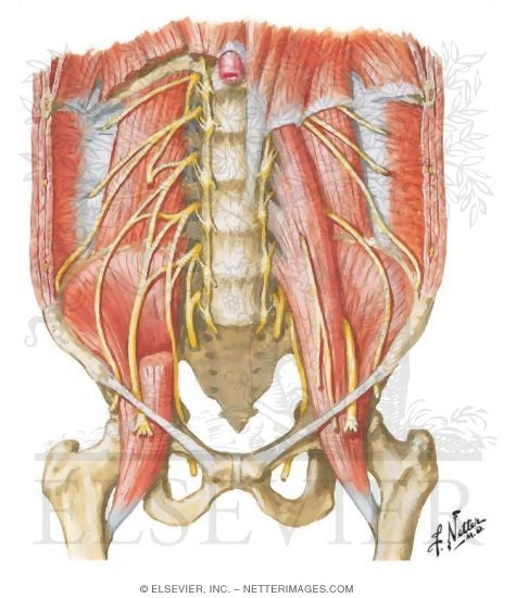 Nerves of the Pelvis