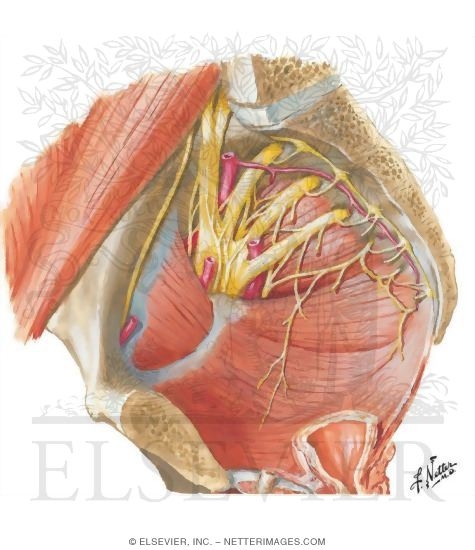 Watermarked preview of unlabeled image: Nerves of the Pelvis