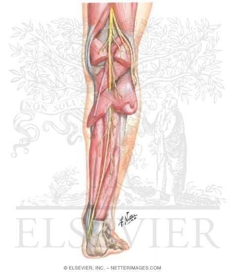 Watermarked preview of unlabeled image: Tibial Nerve