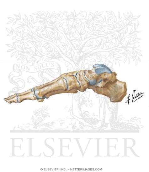 Bones of Foot: Medial View