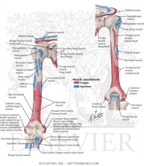 Muscles: Insertions and Origins
Muscle Attachments
