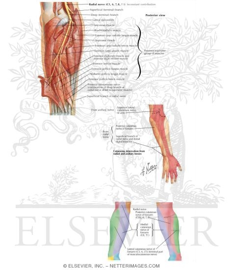 Watermarked preview of labeled image: Nerves of the Forearm