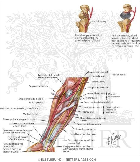 Arteries of the Forearm