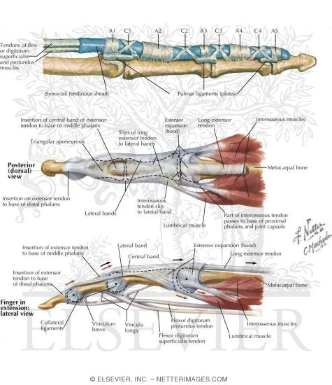Other Structures: Flexor Tendon Sheath and Pulleys