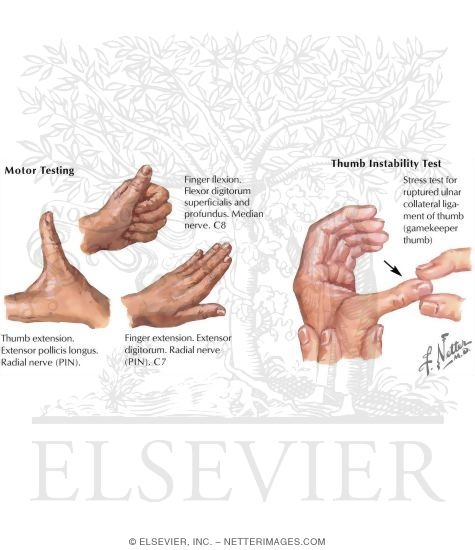 Physical Examination of the Thumb