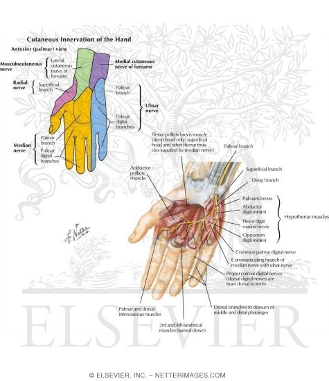 Watermarked preview of labeled image: Nerves of the Hand