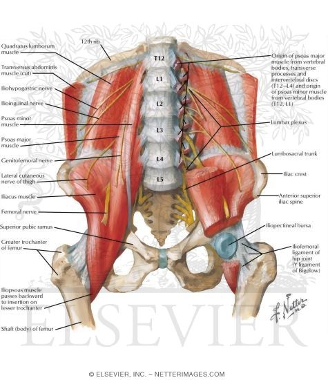 Anterior Muscles of the Pelvis