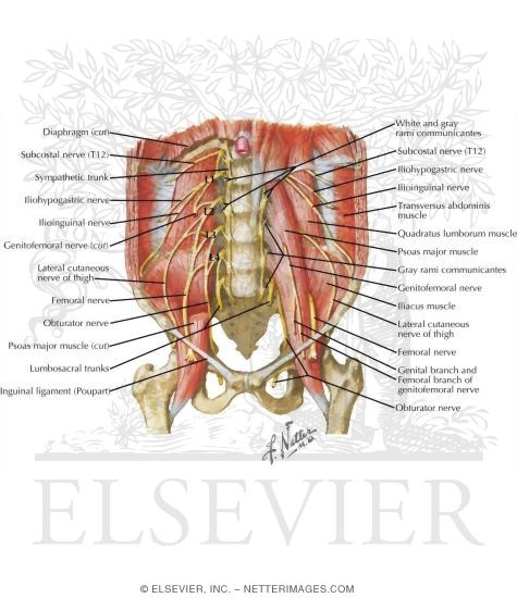 Watermarked preview of labeled image: Nerves of the Pelvis
