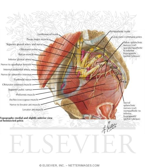 Watermarked preview of labeled image: Nerves of the Pelvis