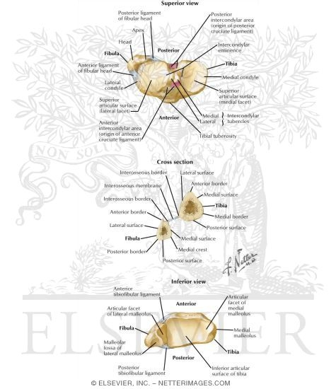 Watermarked preview of labeled image: Osteology of the Knee