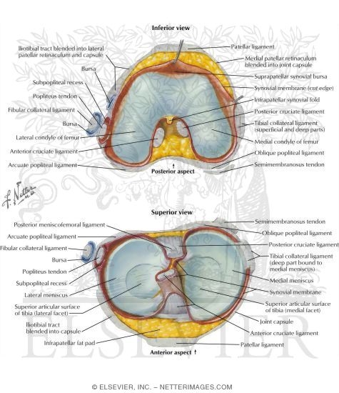 Knee Joints