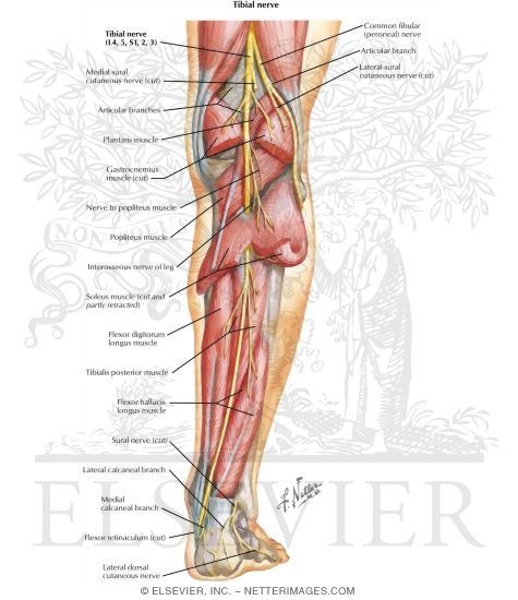 tibial nerve
