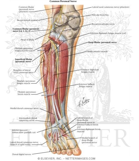 Common Peroneal Nerve