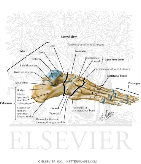 Bones of Foot: Lateral View