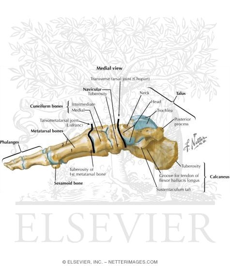 Bones of Foot: Medial View