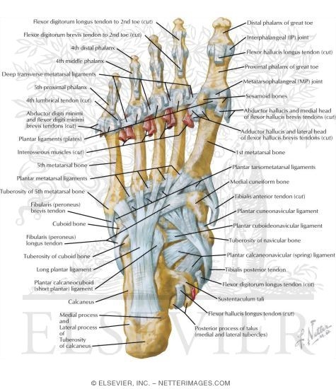 Tendon Insertions and Ligaments of Sole of Foot