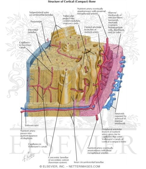 Structure of Mature Long Bone Basic Science of Bones