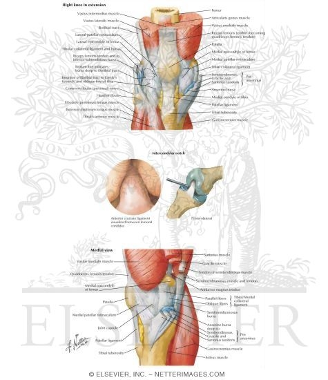 Watermarked preview of labeled image: Knee Joints