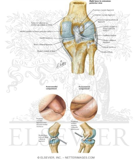 Watermarked preview of labeled image: Knee Joints