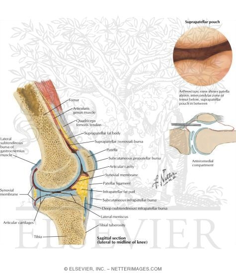 Knee Joints