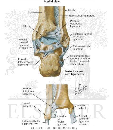 Ankle Joints