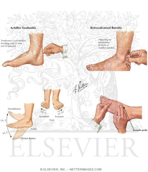 Physical Examination of the Foot and Ankle